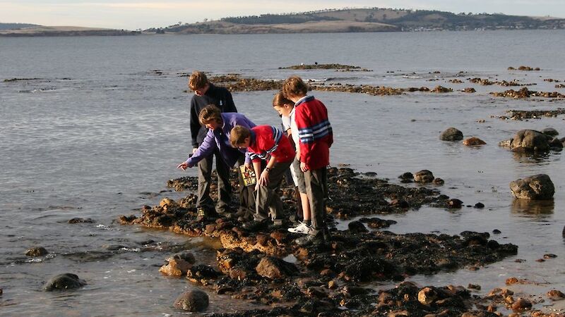 Students examine creatures on the reef at low tide.