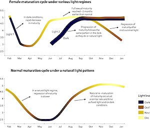 Figure showing the maturation cycle of krill under three different light treatments and the normal cycle of maturation of wild krill