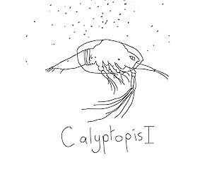 A cartoon by Lisa Roberts of the calyptopis I phase in the krill life cycle.