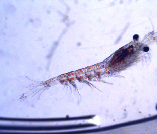 Euphausia superba reared in the aquarium viewed through a microscope.