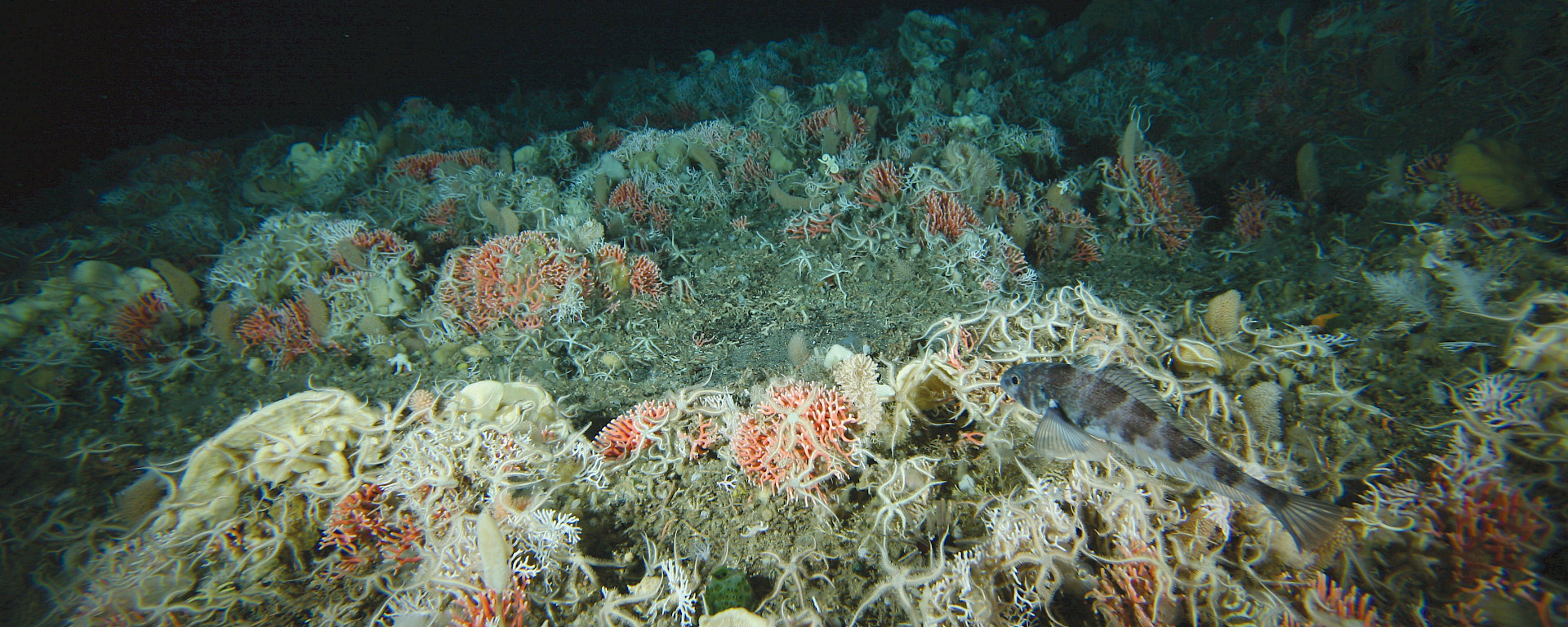 View of the sea floor