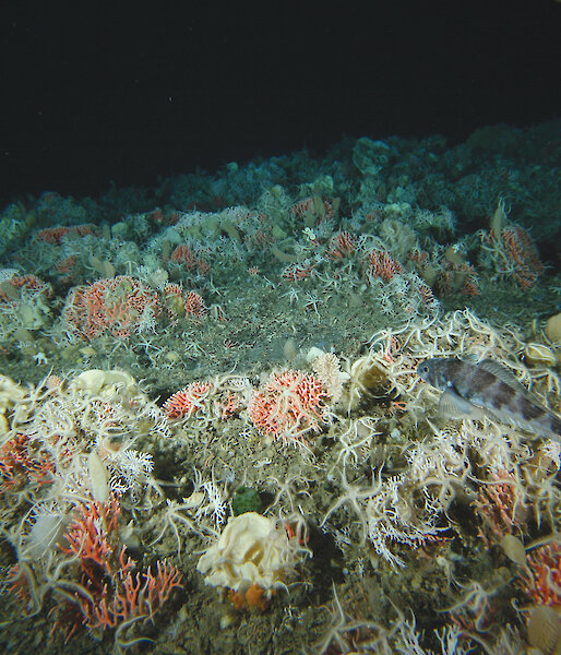 View of the sea floor