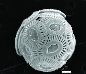 Coccolithophorid (Emiliania huxleyi)