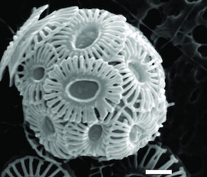 Coccolithophorid (Emiliania huxleyi)