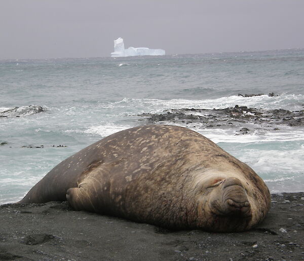 Elephant Seal and iceberg at Sandy Bay on Macquarie Island’s east coast