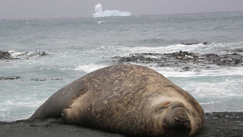 Elephant Seal and iceberg at Sandy Bay on Macquarie Island’s east coast