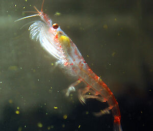 A single krill