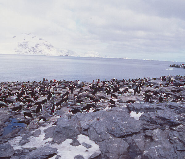 Adelie Colony on Coronation Island, South Orkney Islands