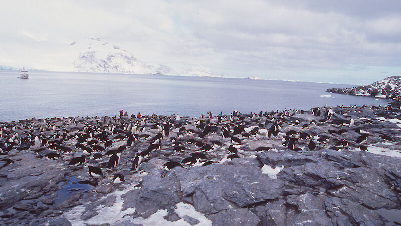 Adelie Colony on Coronation Island, South Orkney Islands