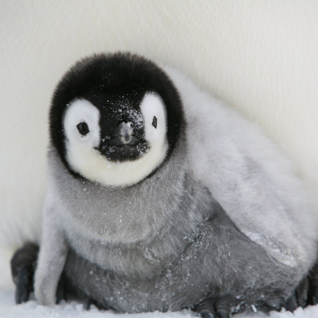 Satellite trackers to delve into diet of emperor penguin chicks