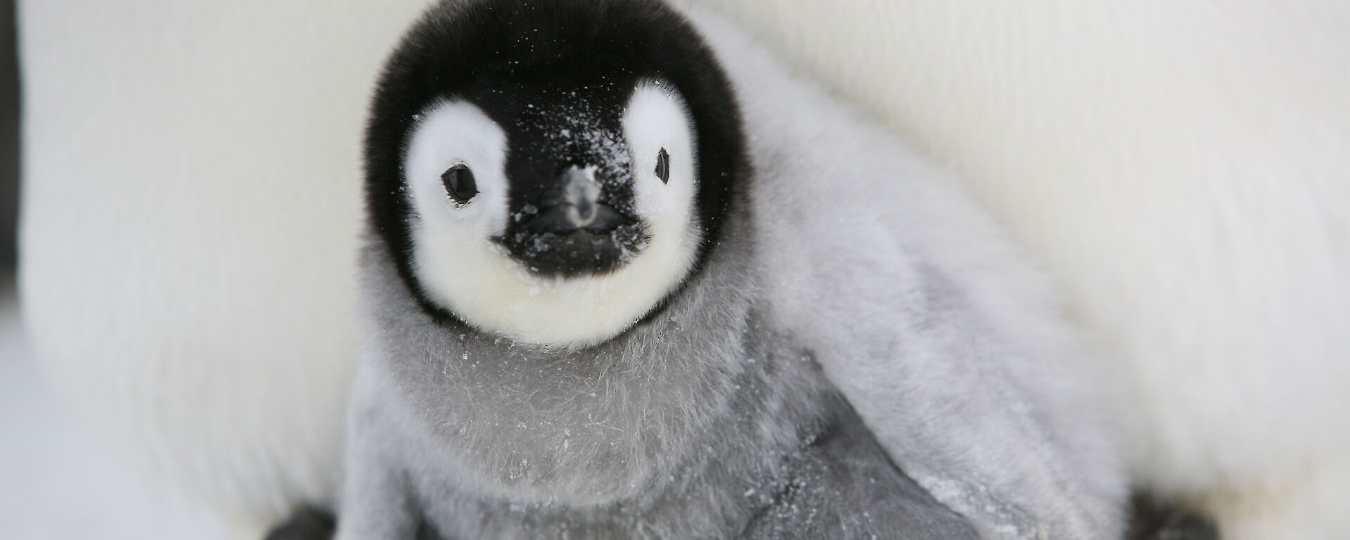 Emperor penguin chick