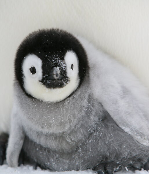 Emperor penguin chick