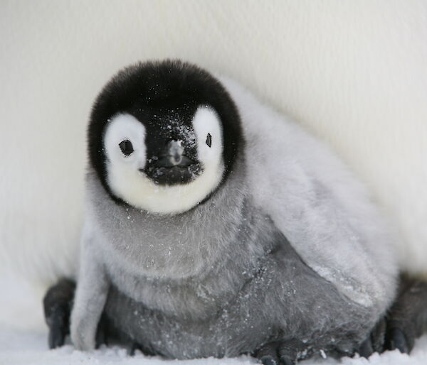 Emperor penguin chick