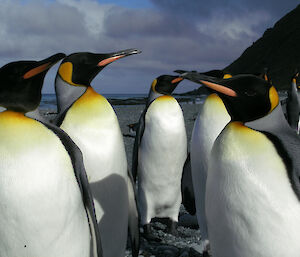 King Penguins on the beach at Lusitania Bay