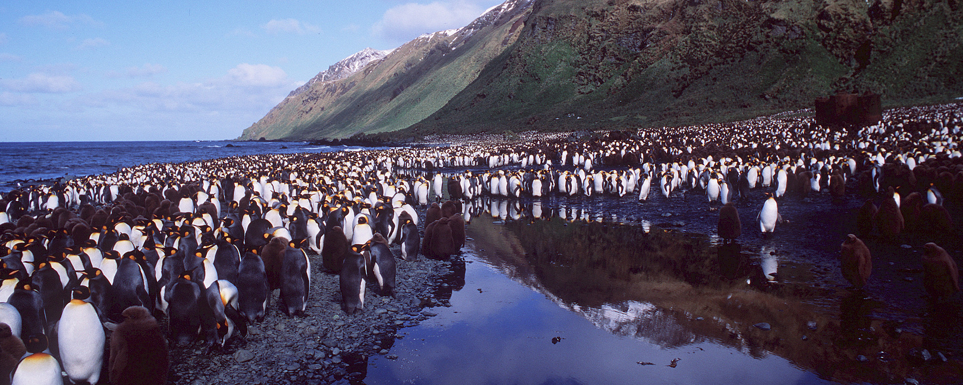 King penguin colony at Lusitania Bay