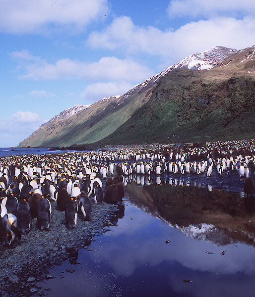 King penguin colony at Lusitania Bay