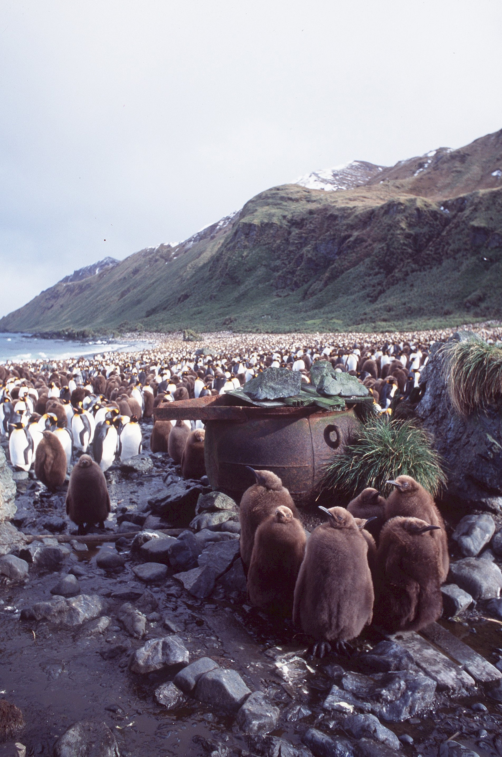 King Penguin on Macquarie Island., King Penguin in front of…