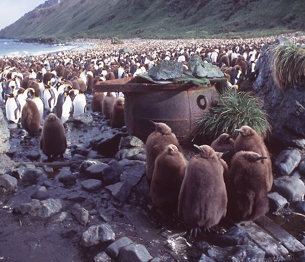 King penguin chicks in front of the remnants of a boiler and digester