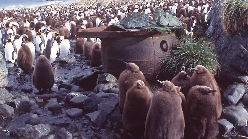 King penguin chicks in front of the remnants of a boiler and digester