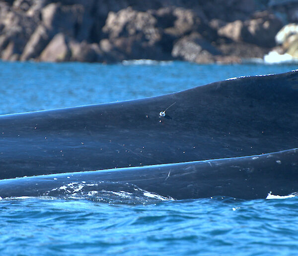 Humpback whale with tag