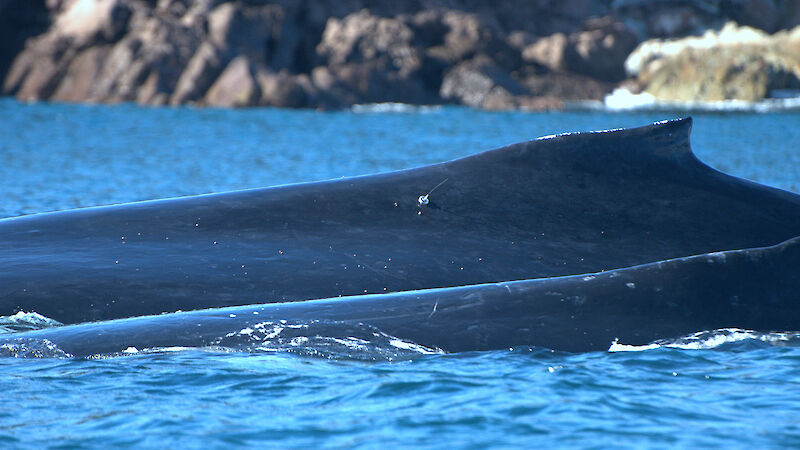 Humpback whale with tag