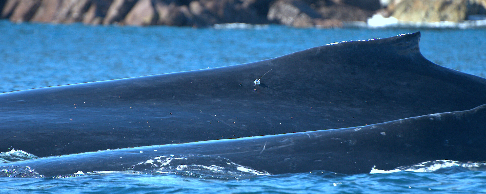 Humpback whale with tag