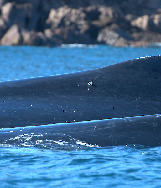 Humpback whale with tag