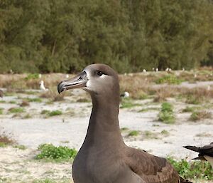 Black-footed albatross (Phoebastria nigripes)