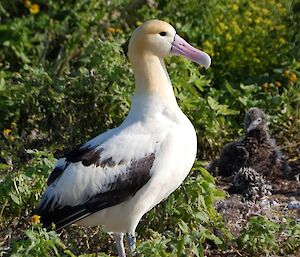 Short-tailed albatross (Phoebastria albatrus)