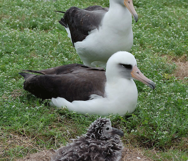 Laysan albatross (Phoebastria immutabilis) pair and chick