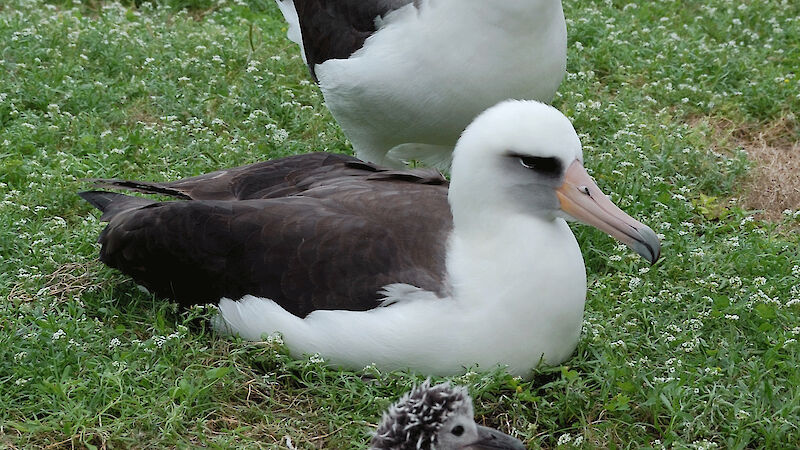 Laysan albatross (Phoebastria immutabilis) pair and chick