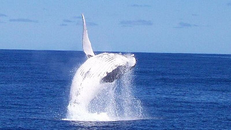 Breaching humpback whale