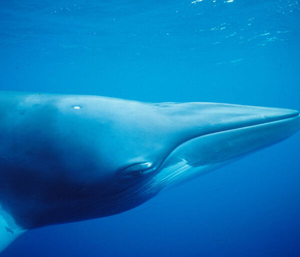 Close up of a dwarf minke whale’s head