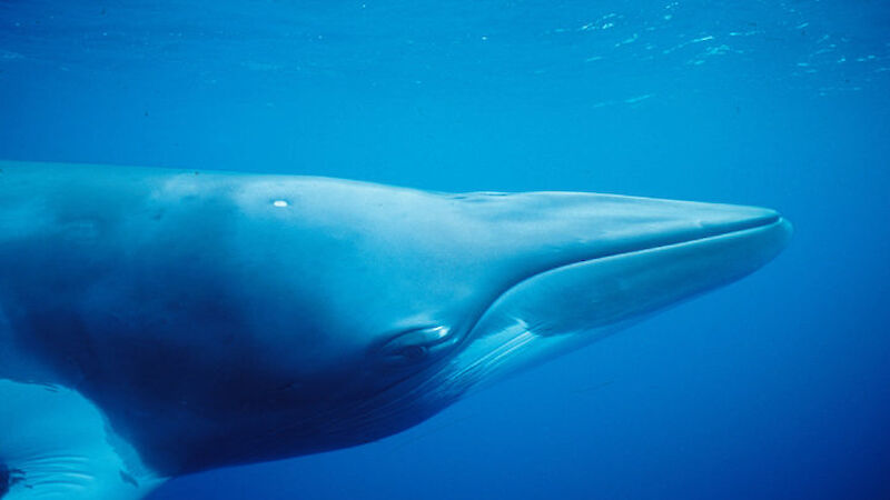 Close up of a dwarf minke whale’s head