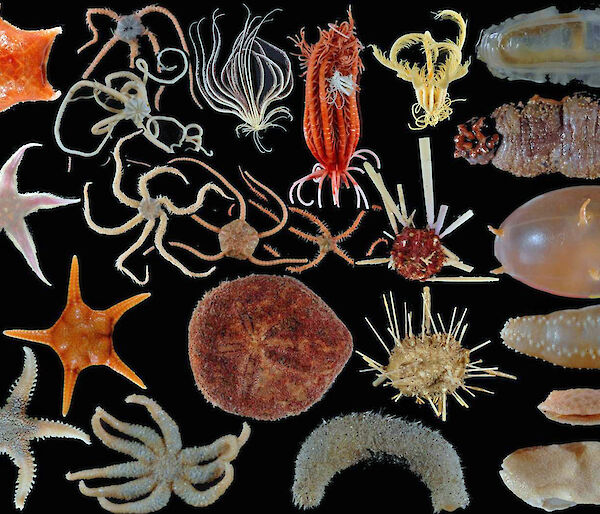 A collection of star fish and sea cucumbers.