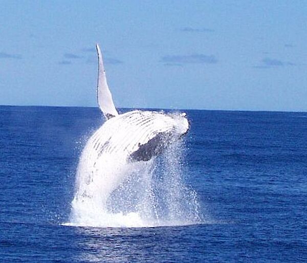 Breaching humpback whale