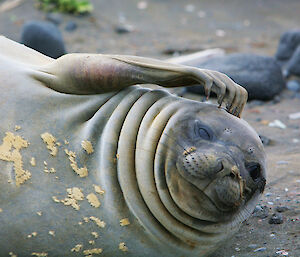 An Elephant Seal is bemused by the rare site of visitors to Heard Island. The extreme isolation and severe climate have meant that environmental disturbance, associated with human visitation, has been minimal, resulting in the HIMI region being one of the