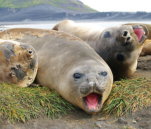 Elephant seals with mouths open