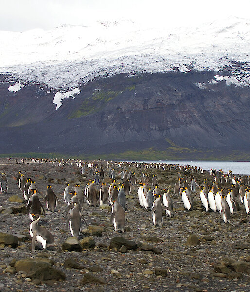 A large number of King Penguins