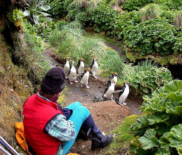 Vegetation along Finch Creek, Macquarie Island in 2001 showing the tall lush native plant community, mostly unmodified by rabbit grazing.