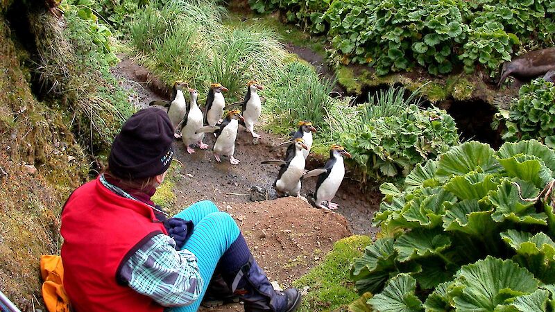 Vegetation along Finch Creek, Macquarie Island in 2001 showing the tall lush native plant community, mostly unmodified by rabbit grazing.