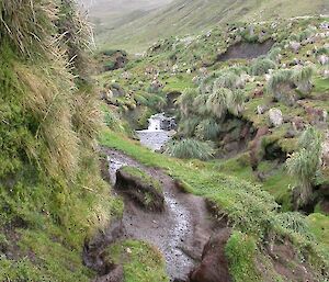 Vegetation along Finch Creek, Macquarie Island