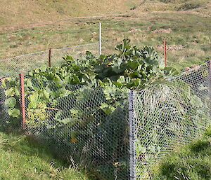 Tasmanian Department of Primary Industries and Water (DPIW) exclusion area used for monitoring the effects of rabbit grazing. The vegetation within the enclosure is indicative of what would cover this area if rabbits were absent; the vegetation outside th