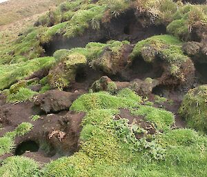 Rabbit warren commonly seen on the drier slopes of Macquarie Island. The presence of high numbers of rabbits in these areas has not only resulted in major soil disturbance through burrowing, but also complete modification of the vegetation through grazing