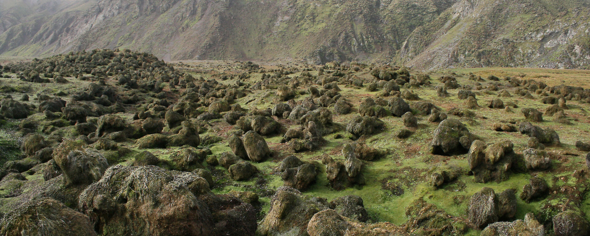 This image illustrates the extent of the destruction of native tall tussock grassland vegetation along the coastal fringes of Macquarie Island