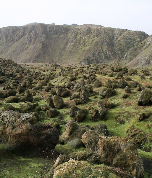 This image illustrates the extent of the destruction of native tall tussock grassland vegetation along the coastal fringes of Macquarie Island