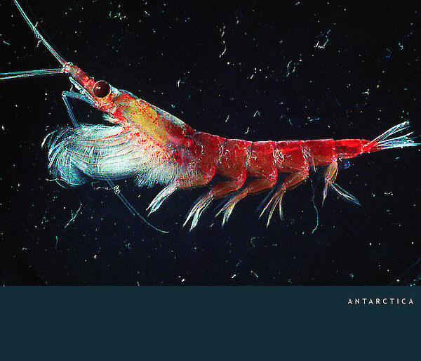 Antarctic krill