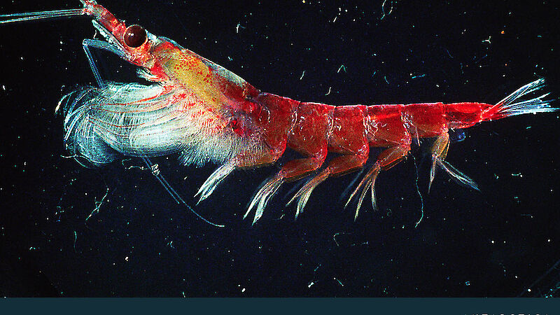 Antarctic krill