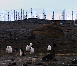 Adélie Penguins gather near MST atmospheric radar antennas