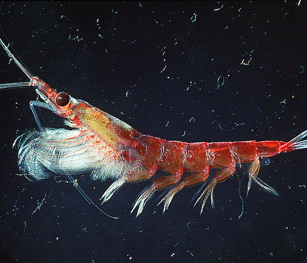 A single krill